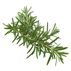 Feuille de romarin